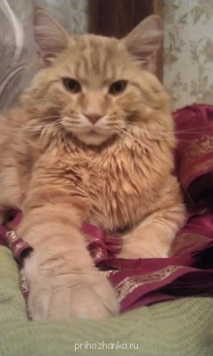 Кого из животных вы содержите? Фото приветствуется. - IMAG0104.jpg