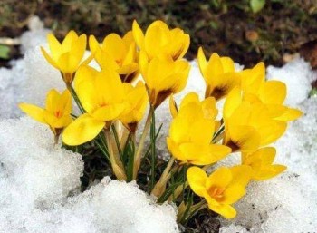 Доброго утра Хорошего дня Спокойной ночи  - image.jpg