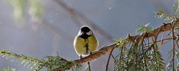 Доброго утра Хорошего дня Спокойной ночи  - image.jpg