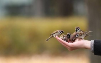 Доброго утра Хорошего дня Спокойной ночи  - image.jpg