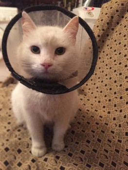 Клуб фелинологов-любителей  - 6F56C0E0-FA51-481A-9E57-7D59F669F188.jpeg