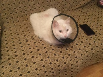 Клуб фелинологов-любителей  - image.jpg