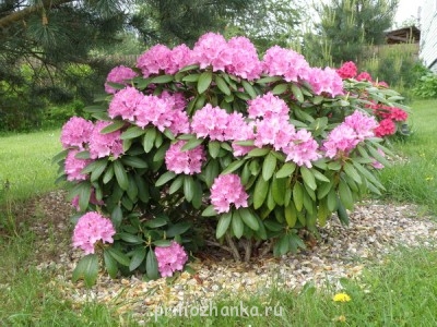 Большой рододендрон