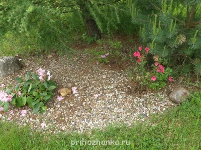 Справа две азалии, немного подмерзли в тот год.