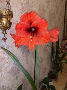 Мои комнатные растения. - 2h5KN34Uh1k мой цв.jpg