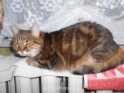 Кого из животных вы содержите? Фото приветствуется. - М. на греется 2012.JPG