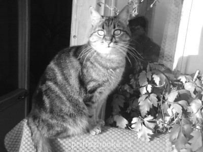 Кого из животных вы содержите? Фото приветствуется. - DSC00098.JPG