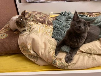 Кого из животных вы содержите? Фото приветствуется. - cea114fe-0861-4796-bc2c-cf1aa562bbfb.jpg