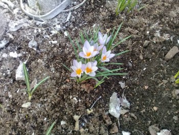 Декоративные садовые растения. - 20200327_164738.jpg