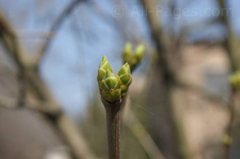 Доброго утра Хорошего дня Спокойной ночи  - image.jpg