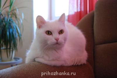 Кого из животных вы содержите? Фото приветствуется. - DSC_0067.jpg