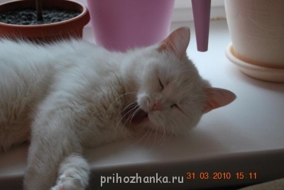 Кого из животных вы содержите? Фото приветствуется. - DSC_0212.jpg