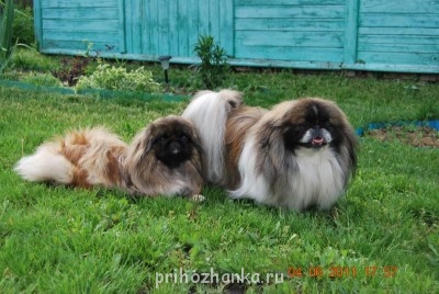 Кого из животных вы содержите? Фото приветствуется. - Бася и Малыш.jpg