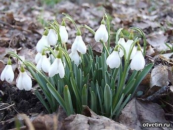 Доброго утра Хорошего дня Спокойной ночи  - image.jpg