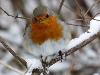 Доброго утра Хорошего дня Спокойной ночи  - image.jpg