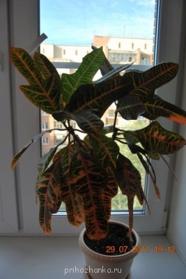 Мои комнатные растения. - DSC_0102.jpg