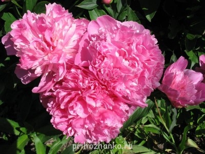 А какие Вы любите цветы? - IMG_4863.jpg