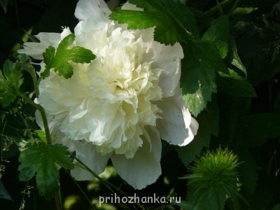 А какие Вы любите цветы? - P1030856.JPG