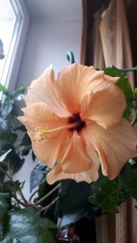 Мои комнатные растения. - 20200402_105516.jpg