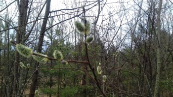 Вербное настроение - 20200410_085914.jpg