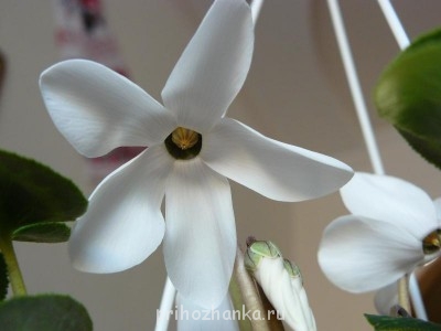 Мои комнатные растения. - P1080485.JPG