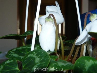 Мои комнатные растения. - P1080491.JPG