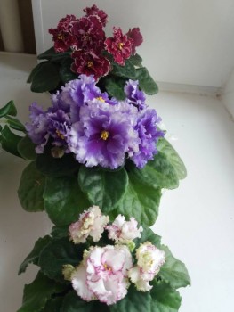 Весна, весна