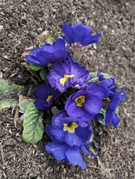 Декоративные садовые растения. - IMG_20200424_135034.jpg