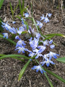 Декоративные садовые растения. - IMG_20200424_134953.jpg