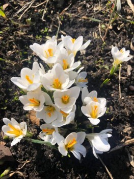 Декоративные садовые растения. - IMG-20200411-WA0019.jpg