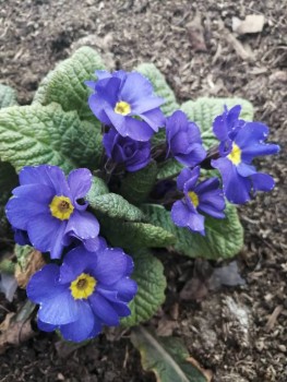 Декоративные садовые растения. - IMG_20200426_143746.jpg