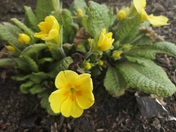 Декоративные садовые растения. - IMG_20200426_143741.jpg