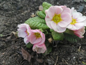 Декоративные садовые растения. - IMG_20200426_143705.jpg