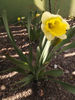 Декоративные садовые растения. - IMG_20200426_143431.jpg