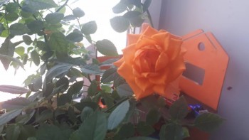 Мои комнатные растения. - 20200427_101954.jpg