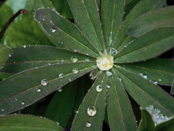 Декоративные садовые растения. - DSCN6919.JPG