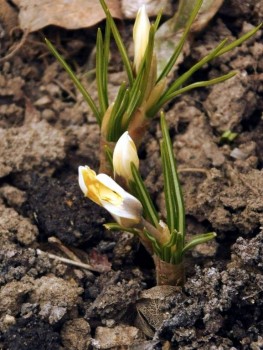 Декоративные садовые растения. - DSCN6427.JPG