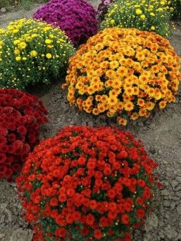 Декоративные садовые растения. - image.jpg