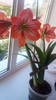 Мои комнатные растения. - 20200429_142240.jpg