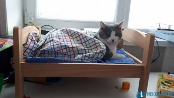 Клуб фелинологов-любителей  - 20200421_171921.jpg