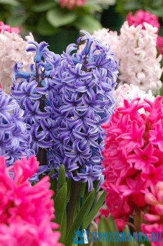 Доброго утра Хорошего дня Спокойной ночи  - 1588187199.jpg