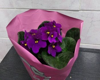 Фиалку дарил профком на 8 марта