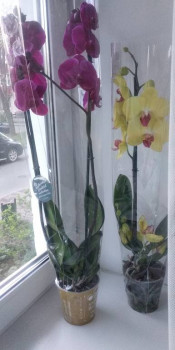 Эти появились сегодня