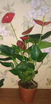 Этот тоже появился 2 года назад. Фото старое, он теперь красивое. Днём сфоткаю.