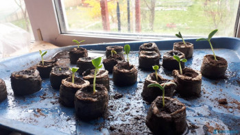 Чем сегодня занимались - 20200501_144102.jpg