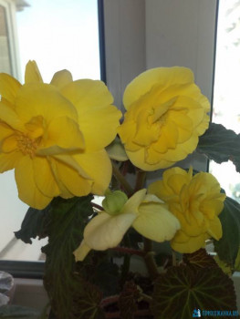 Мои комнатные растения. - IMG_20200330_105720.jpg