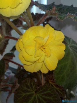 Мои комнатные растения. - IMG_20200330_105732.jpg