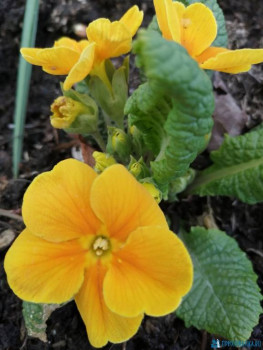 Чем сегодня занимались - IMG_20200503_174232.jpg