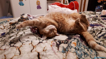 Клуб фелинологов-любителей  - 20200503_215830.jpg