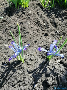 Декоративные садовые растения. - IMG-20200504-WA0007.jpg